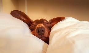 What time do you usually go to bed?