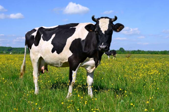 Why do Hindus consider cows holy?