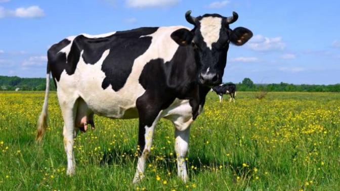 Why do Hindus consider cows holy?