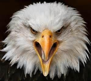 Should we send these pictures to Trump and his thugs?