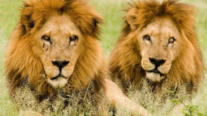 If a lion kills another animal to eat, would that lion be consider as evil if that was their only way to survive?