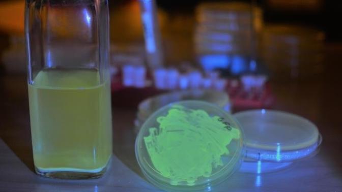 Would you drink fluorescent beer?