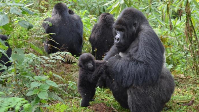 Which type of ape do you like the most?