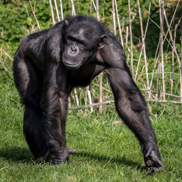 Which type of ape do you like the most?