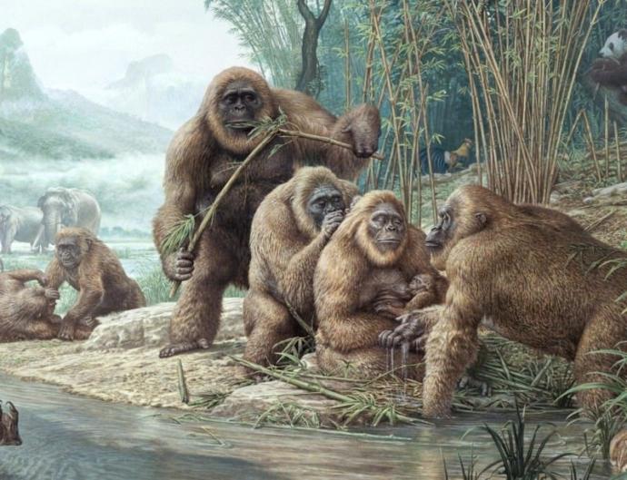 Which type of ape do you like the most?