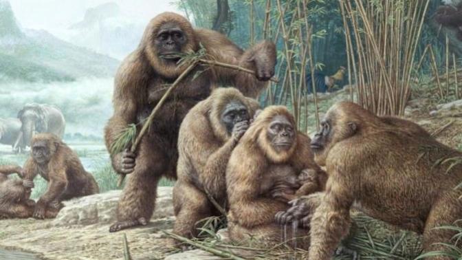 Which type of ape do you like the most?