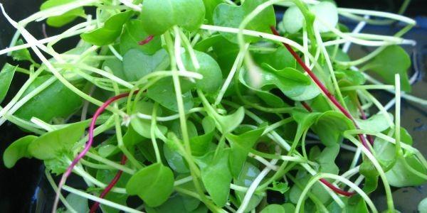Do you eat the garnish?