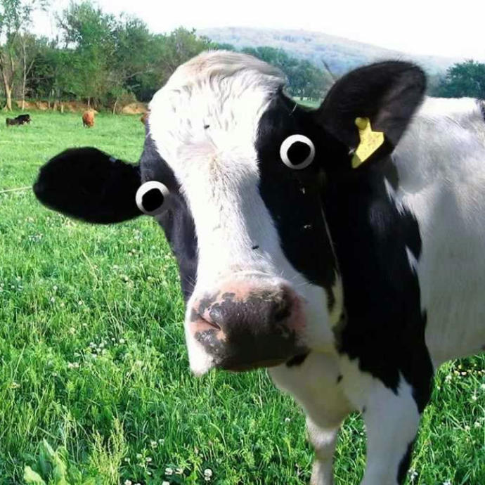 Does The Bible Call Fat Women cows GirlsAskGuys