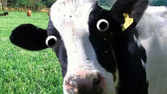 Does the Bible call fat women "cows"?