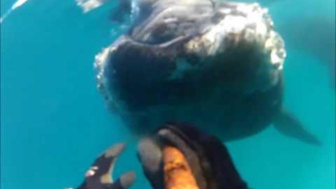 How would you feel if while snorkeling in the ocean, a curious giant whale swam up to you?