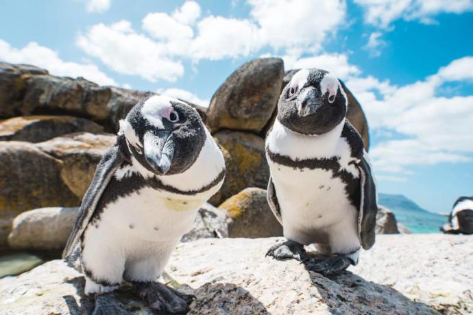 Is South Africa the fun African country?