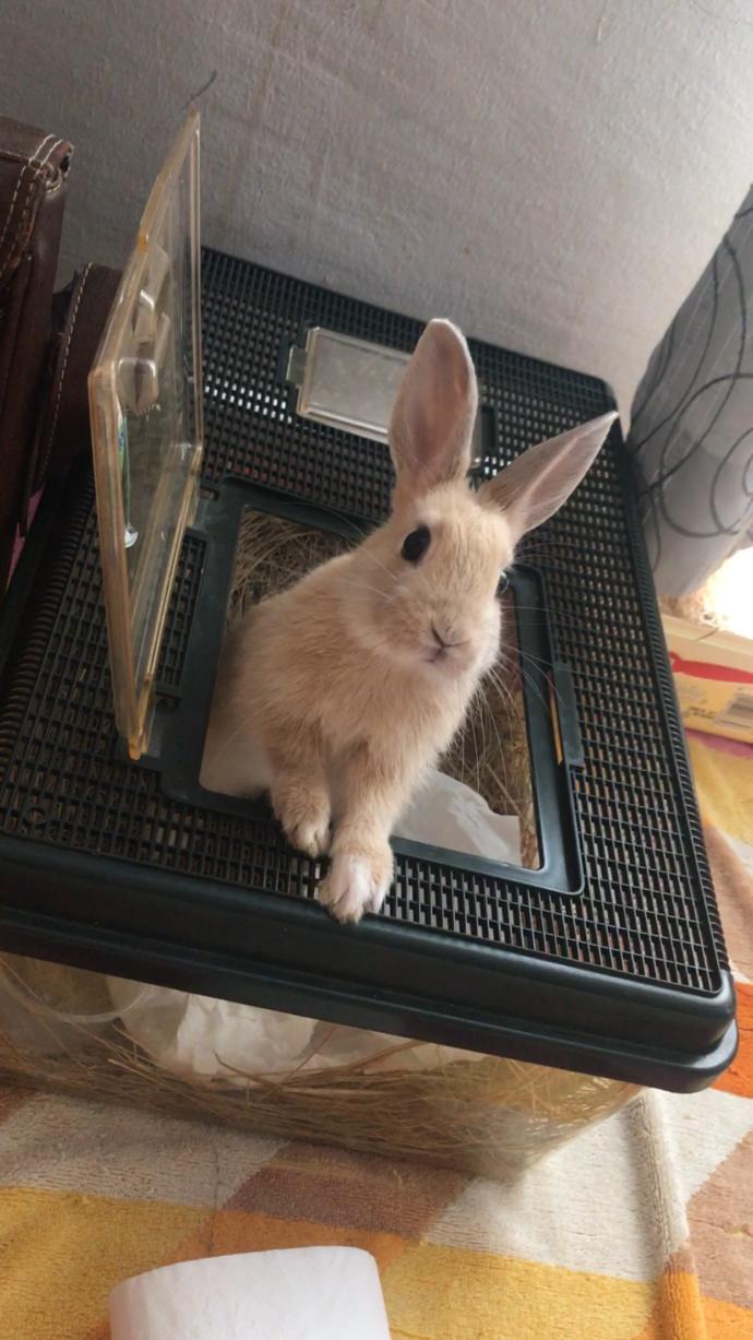 Do you think my bunny is cute?