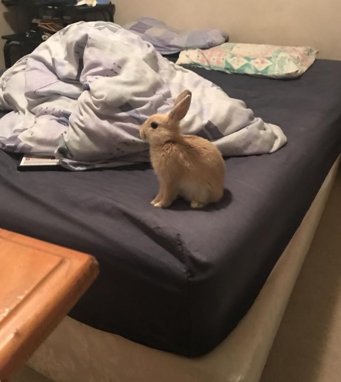 Do you think my bunny is cute?