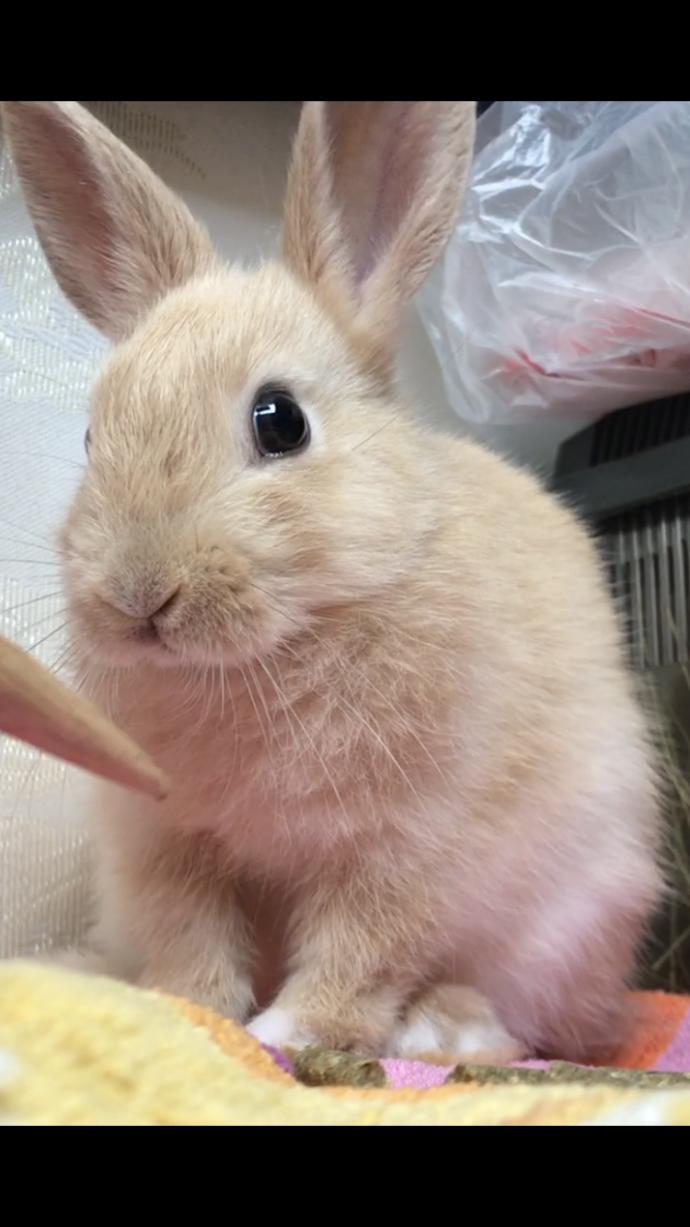 Do you think my bunny is cute?