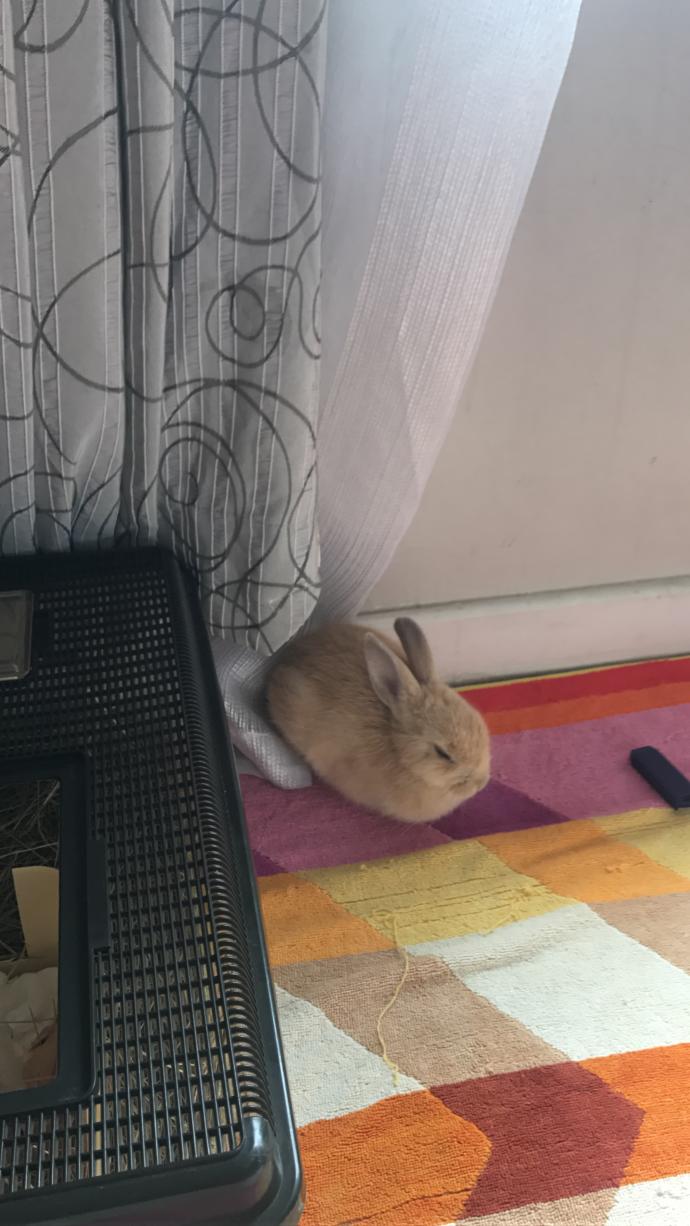 Do you think my bunny is cute?
