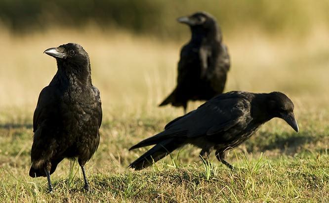 Do you believe that crows are a bad omen?