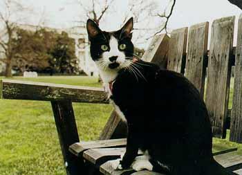 Which first pet ever of the United States to enter the White House is more popular that Bill Clinton owned?