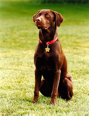 Which first pet ever of the United States to enter the White House is more popular that Bill Clinton owned?