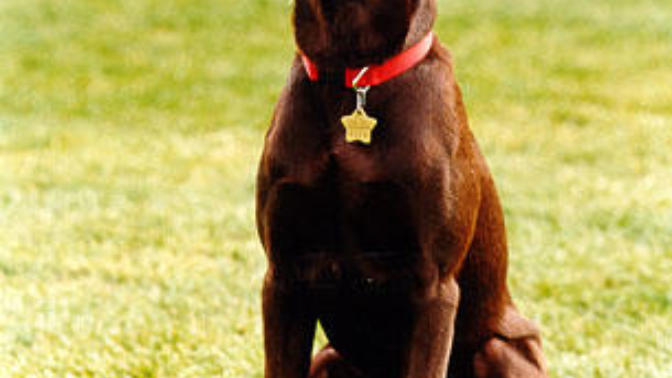 Which first pet ever of the United States to enter the White House is more popular that Bill Clinton owned?