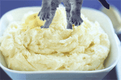 mashed potatoes