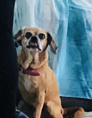 How cute am I π 1-100: βοΈ in DOG points ππ₯°π₯°