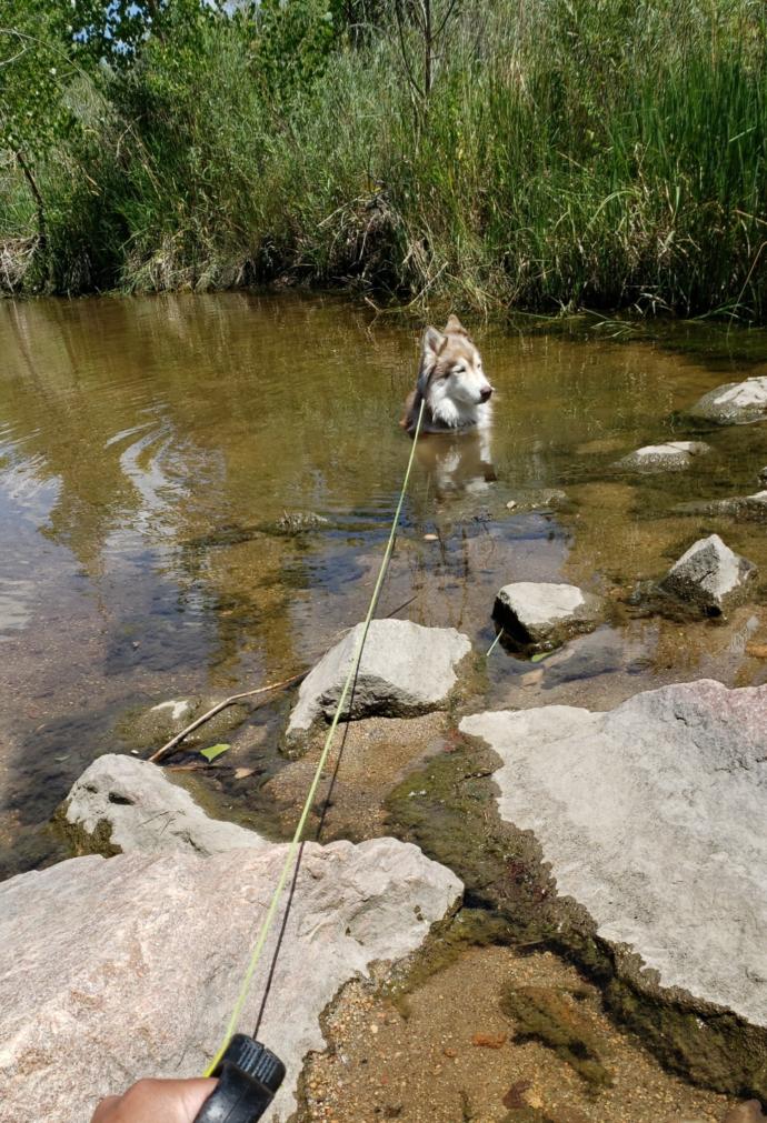 She enjoys drinking water while swimming in it...🤮