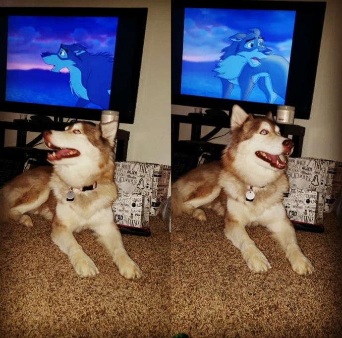 This is my Siberian Husky Princess for those who asked to see her!!! Balto is her favorite movie...