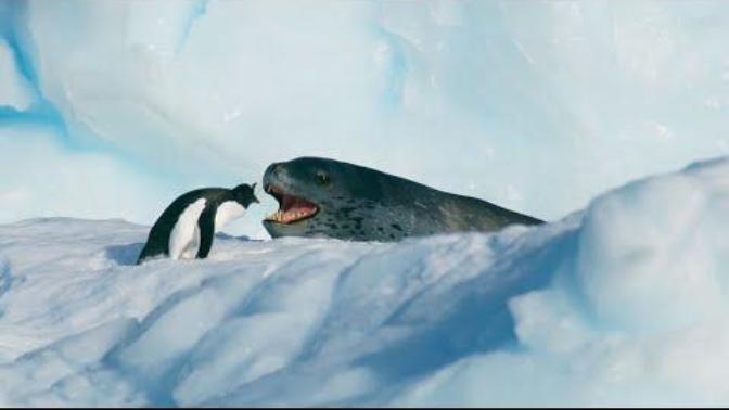 What do you think of this encounter between a Seal and a Penguin?