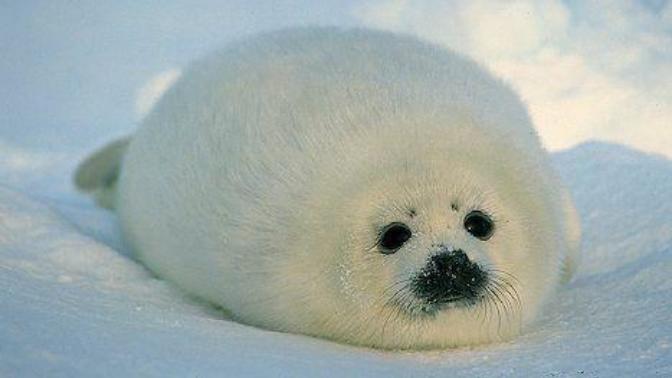 If You Had a Pet Baby Seal, What Would You Name Him/Her?