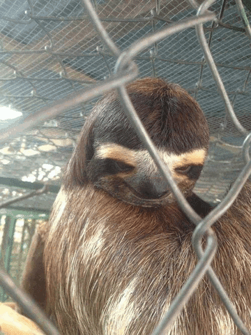 sexuality of animals