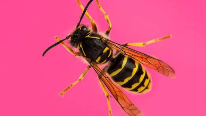 Have you ever been STUNG by a bee?