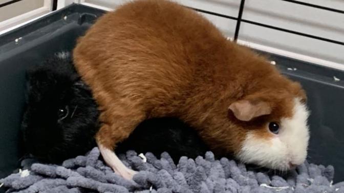 Challenge time. How cute are your pets?