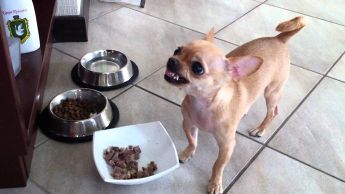 Ugly rat dog