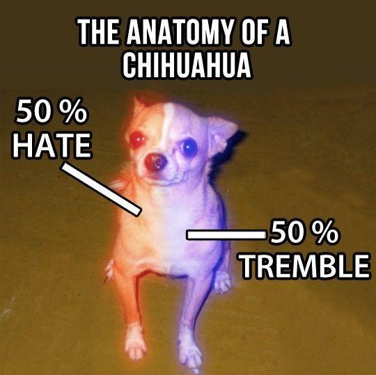 What’s your least favorite dog breed?