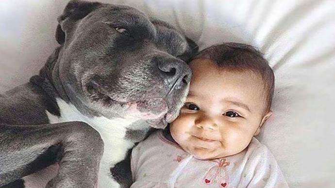 Awwwww. THIS Bull Terrier obviously has an intelligent, caring owner.