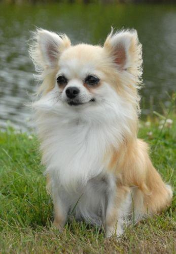 What’s your least favorite dog breed?