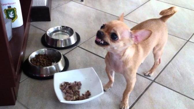 What’s your least favorite dog breed?