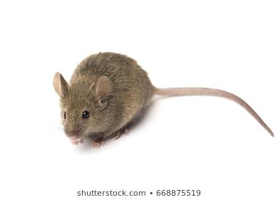 Are you scared of mice/rats?