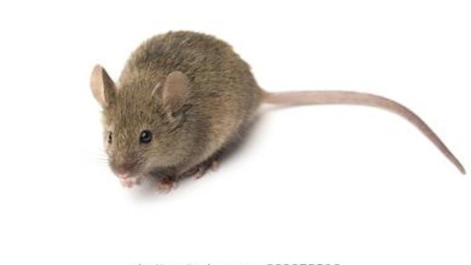 Are you scared of mice/rats?