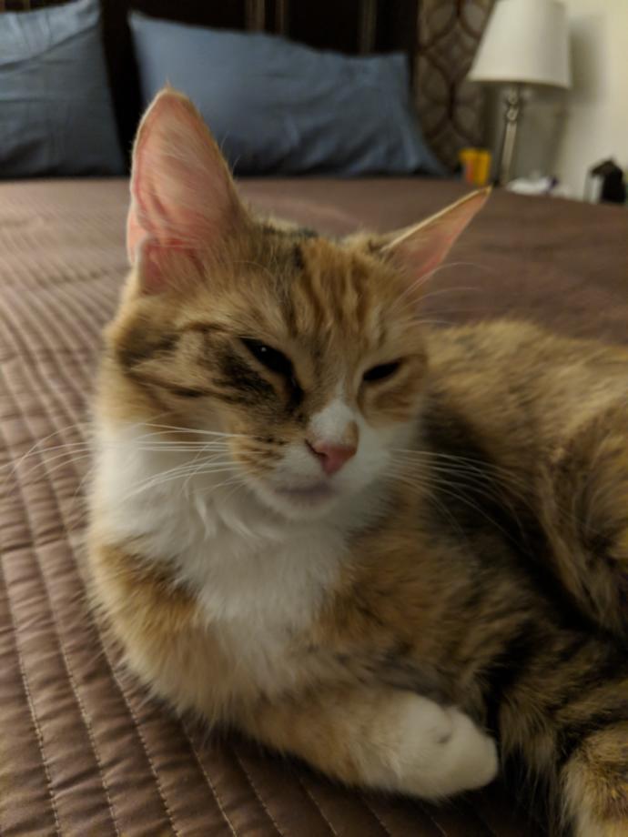 Miss Kitty, about 2 years old