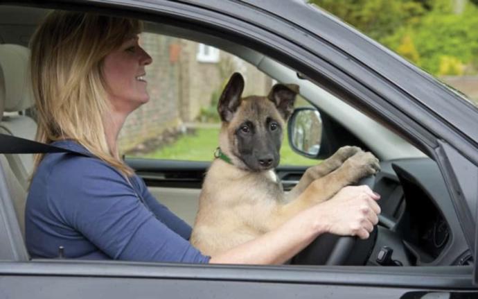Is it dangerous to drive with a dog between your legs?
