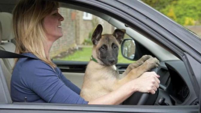 Is it dangerous to drive with a dog between your legs?