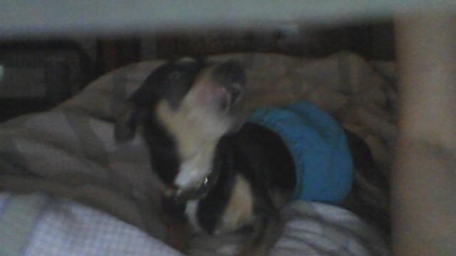 Tobi doesnt like the diaper of shame