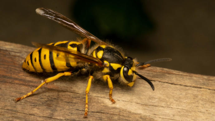 Yellow Jacket wasp