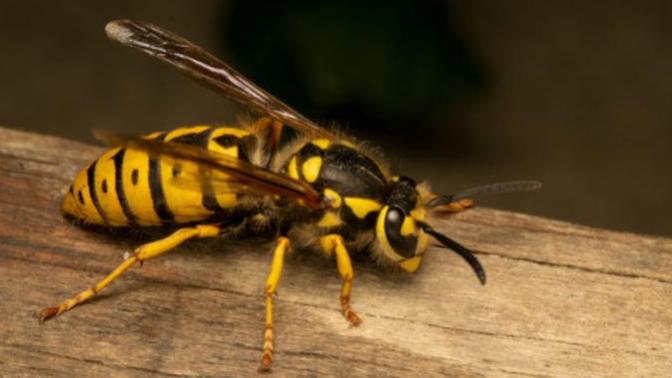Have you ever been stung by a bee or wasp?