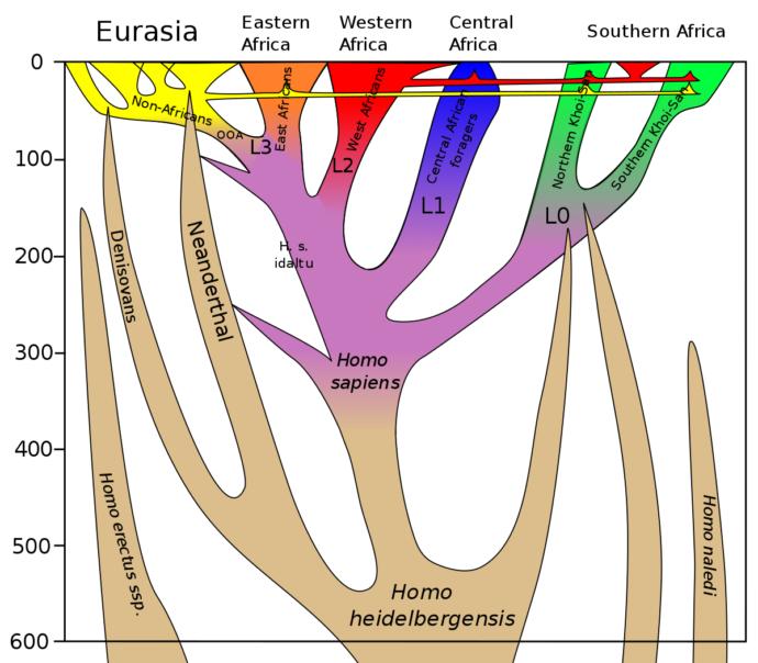 What was the most important discovery in the field of paleo-anthropology (human evolution)?
