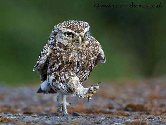 As Dustin Hoffman said, "Im walking here!!!"