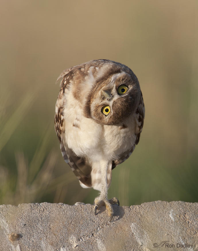 Perplexed Burrowing Owl