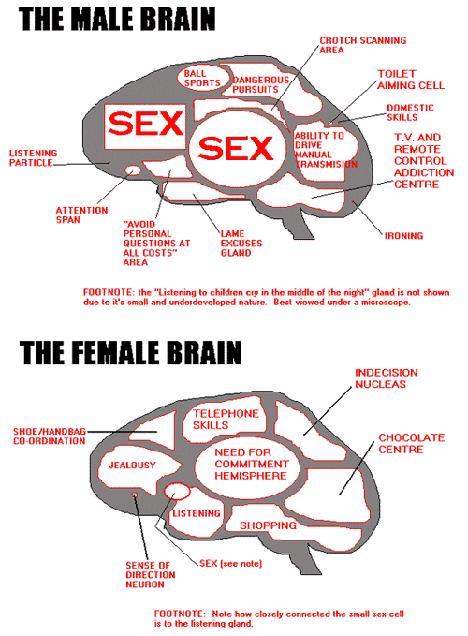 Are these brain differences between males and females accurate?