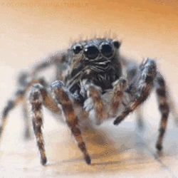 it would be my pet :)